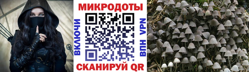 Псилоцибиновые грибы Cubensis Суджа